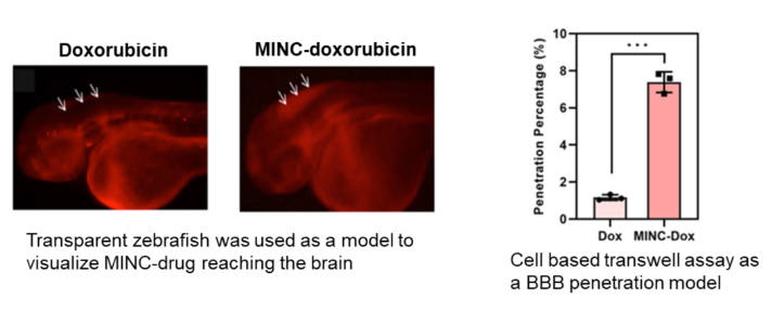 minc-delivers-more-brain