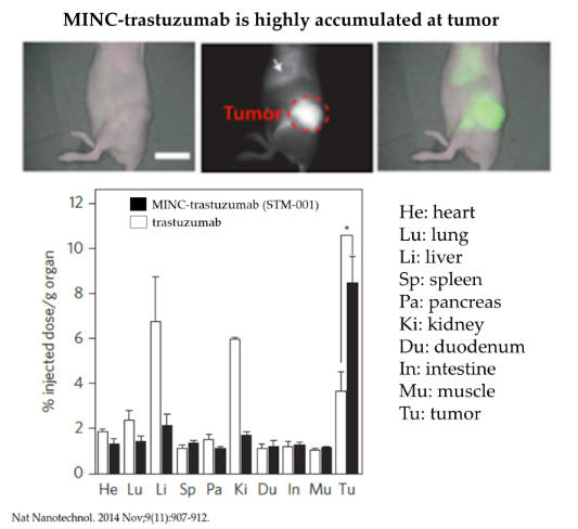 minc-delivers-more-tumors